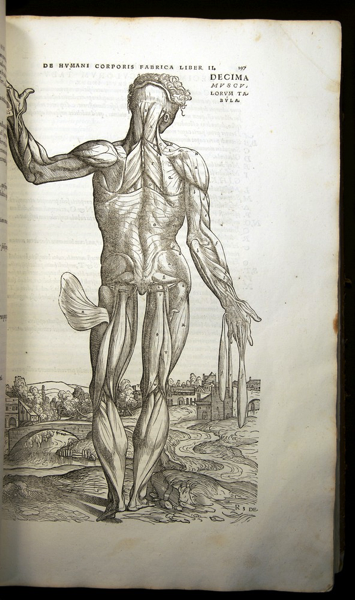 Vesalius muscle man